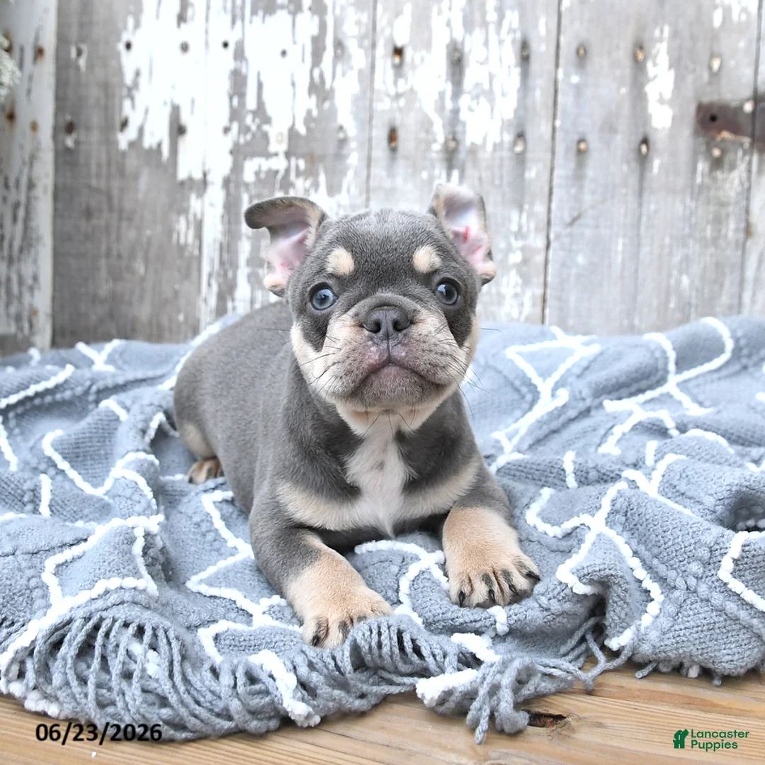 French Bulldog dogs for sale: Lucky - Ad 2