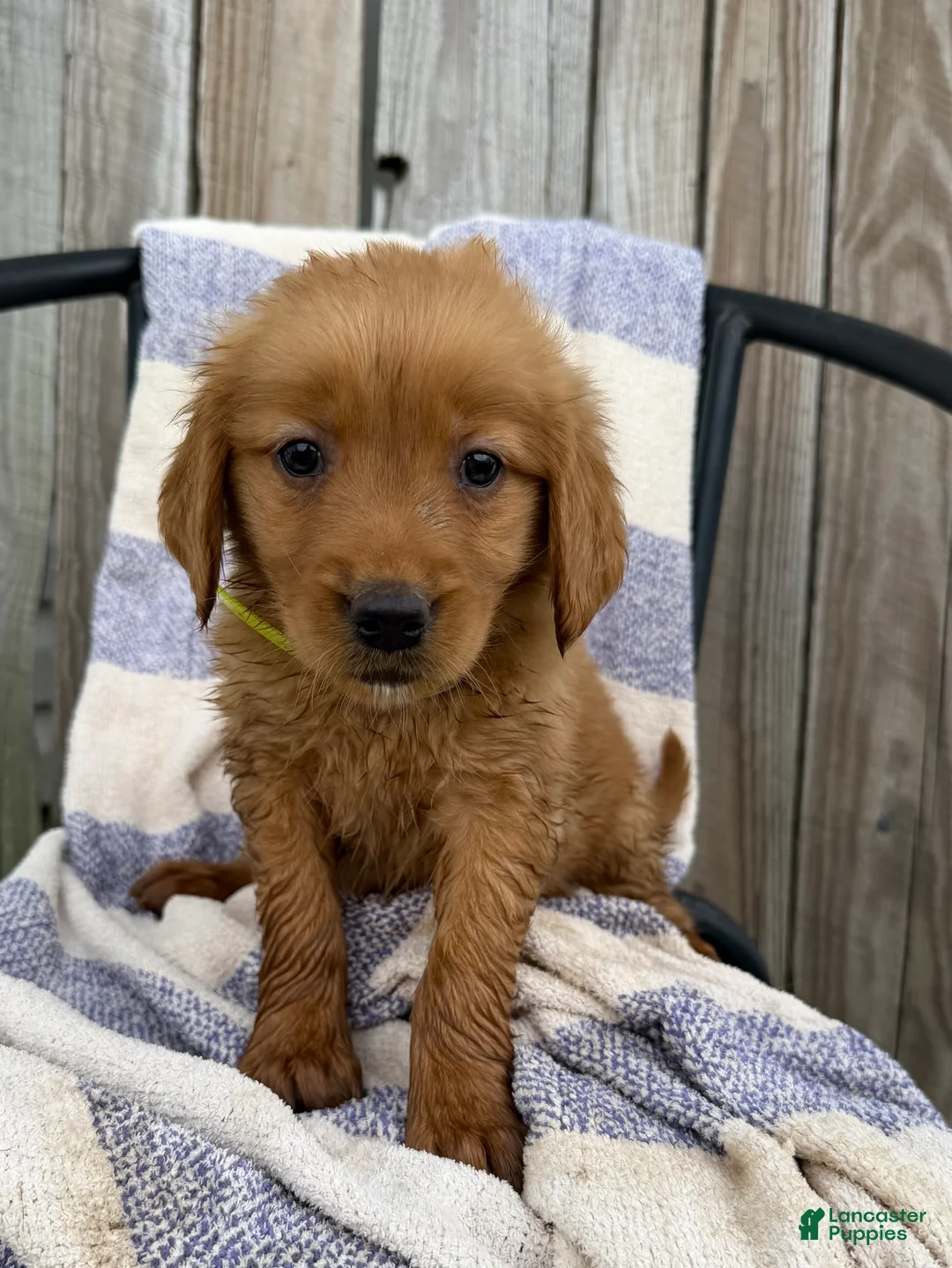 Golden Retriever dogs for sale: Dixie - Ad 1