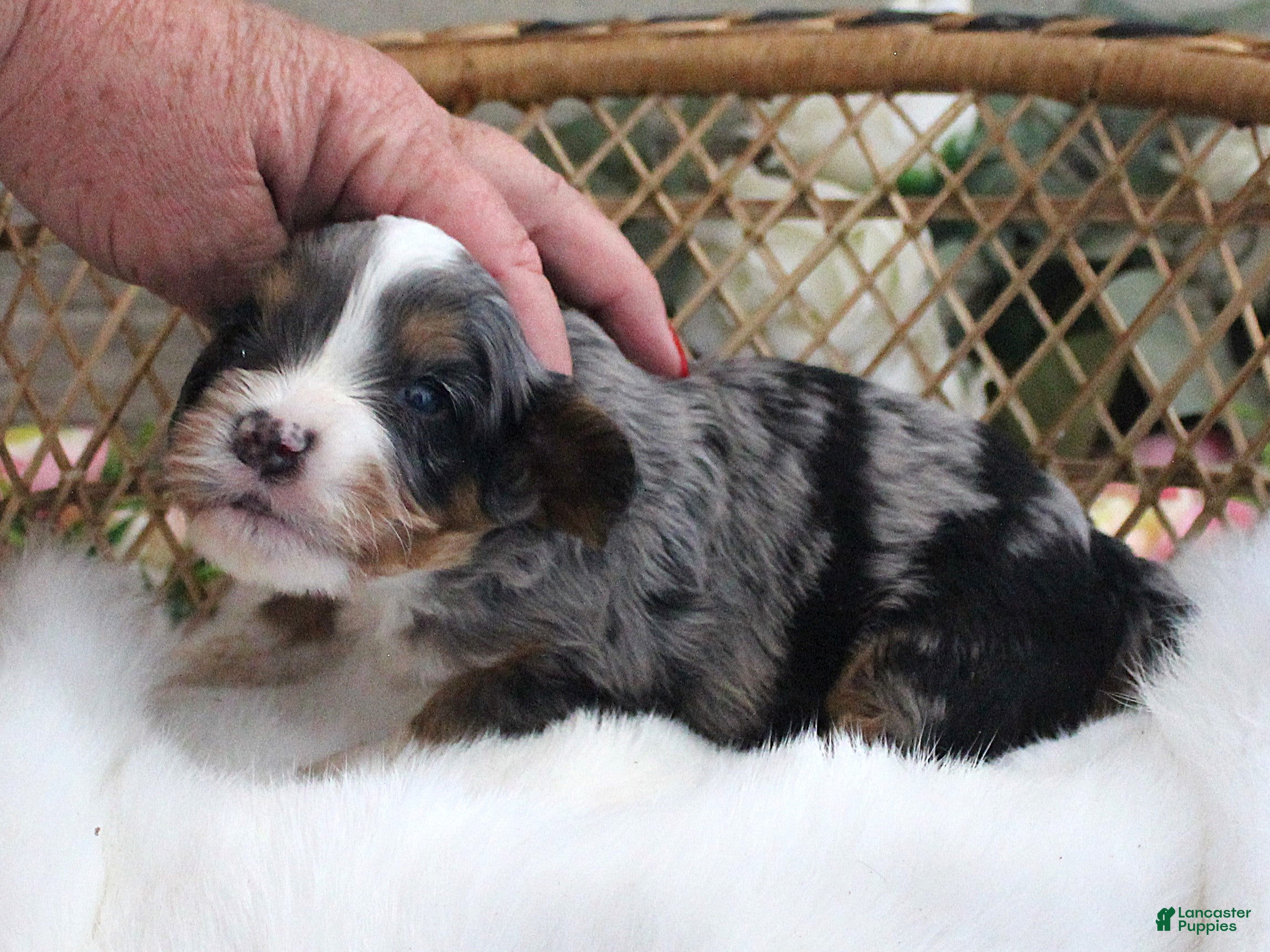 Cavapoo dogs #3 Male of Evie - Ad 42