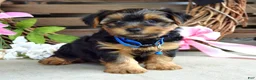 Yorkshire Terrier dogs for sale: Rocky - Ad 6