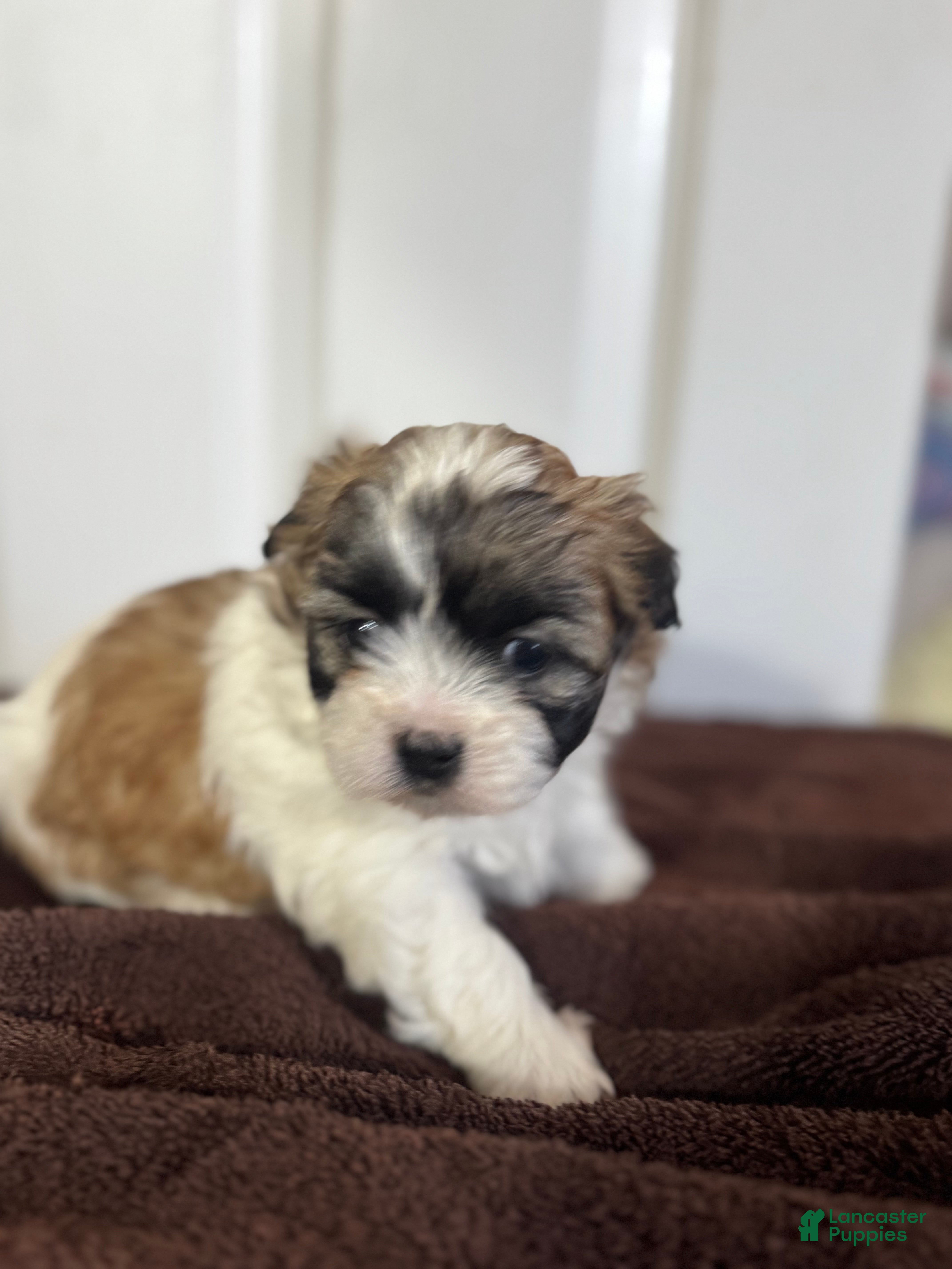 Teddy Bear dogs Cindy - Ad 1