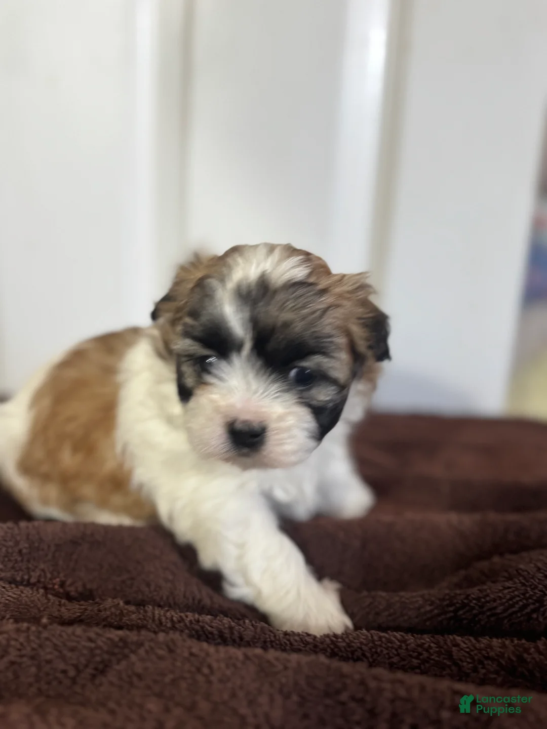 Teddy Bear dogs for sale: Cindy - Ad 1