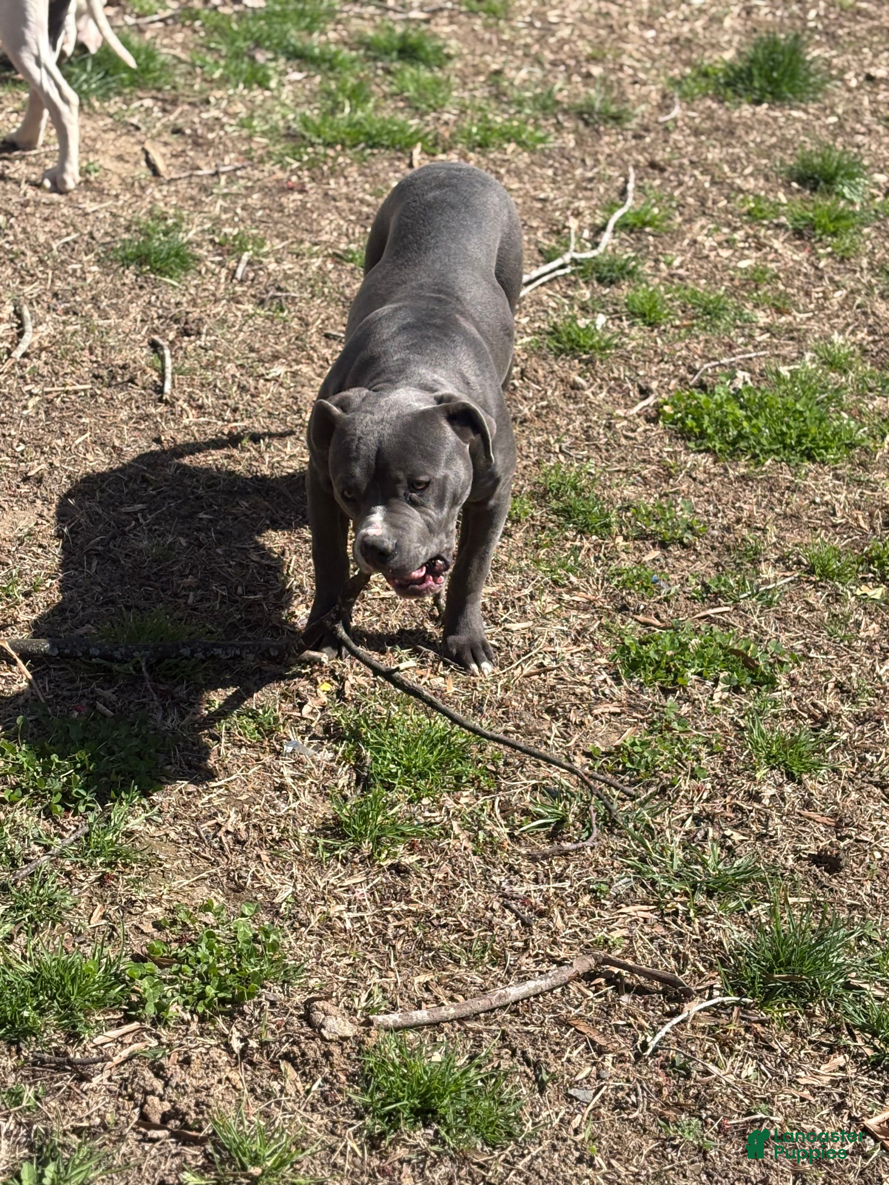 Mixed Breed dogs Bleu - Ad 1