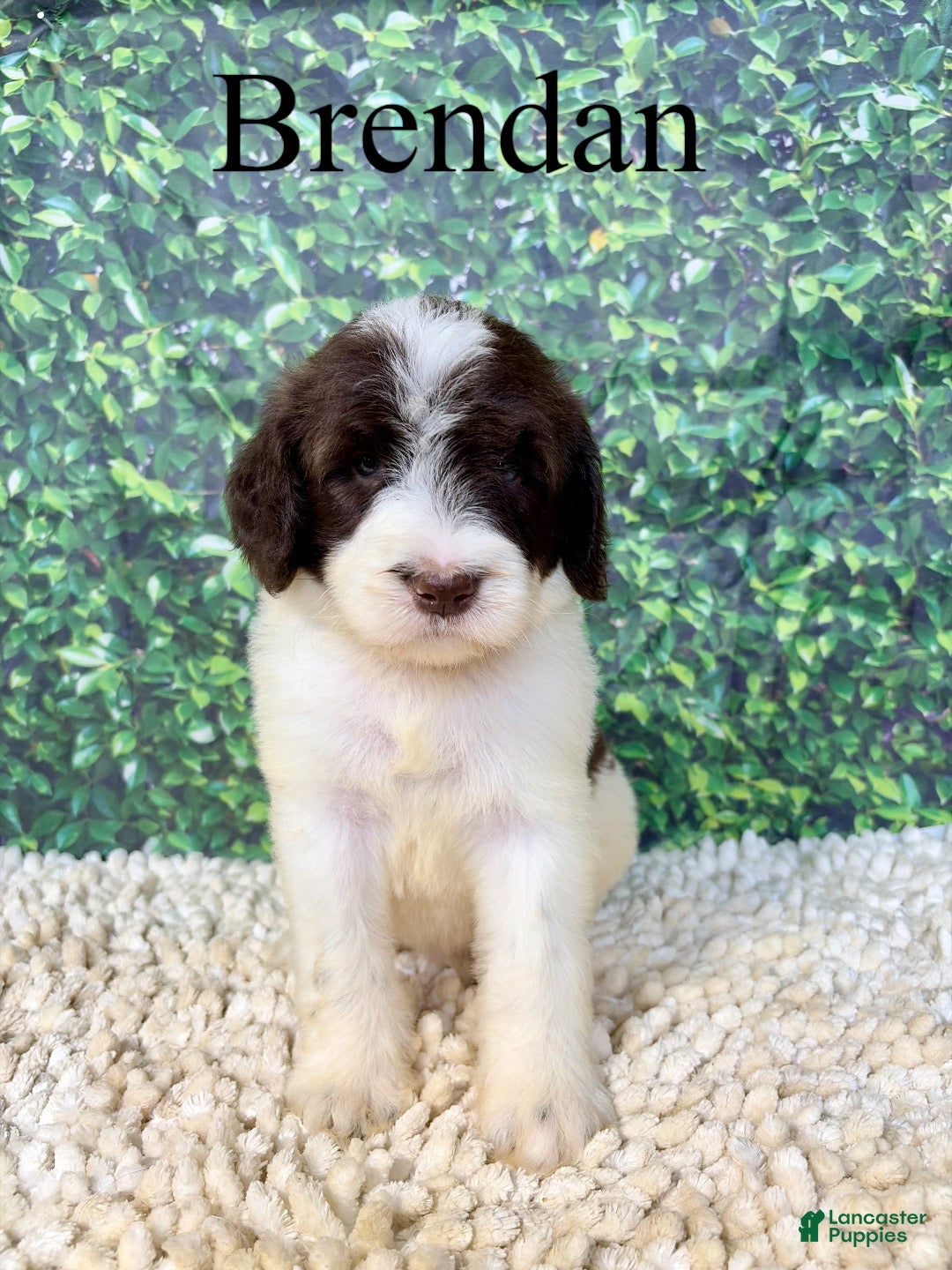Saint Berdoodles dogs Brendan - Ad 1