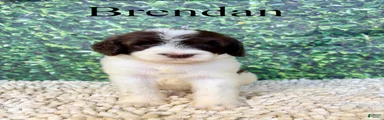 Brendan