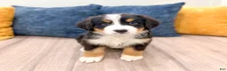 Bernese Mountain Dog dogs for sale: Benson - Ad 4