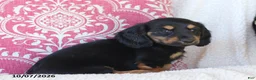 Miniature Dachshund dogs for sale: Misty - Ad 3