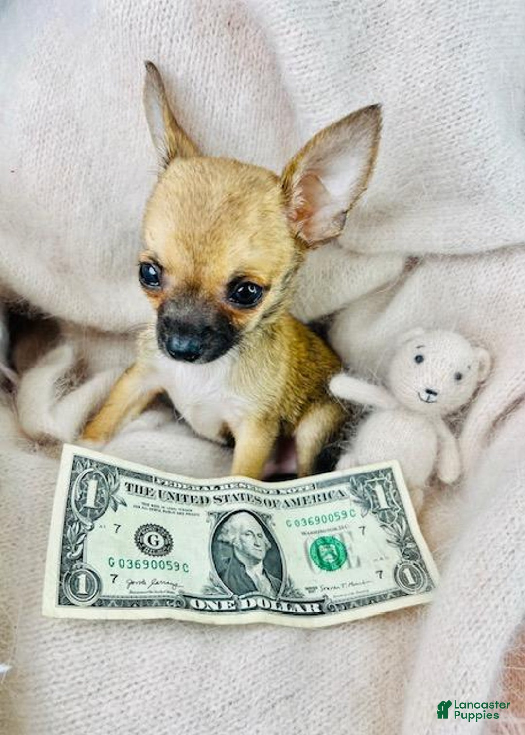 Chihuahua dogs for sale: Teacup/pocketbook Chihuahua Puppy  - Ad 4