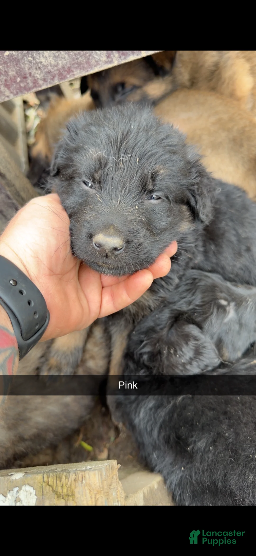 Mixed Breed dogs for sale: Mixed Breed Puppy 4 - Ad 1