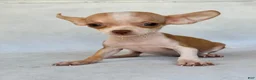 Chihuahua dogs for sale: Teacup Chihuahua 1 - Ad 2