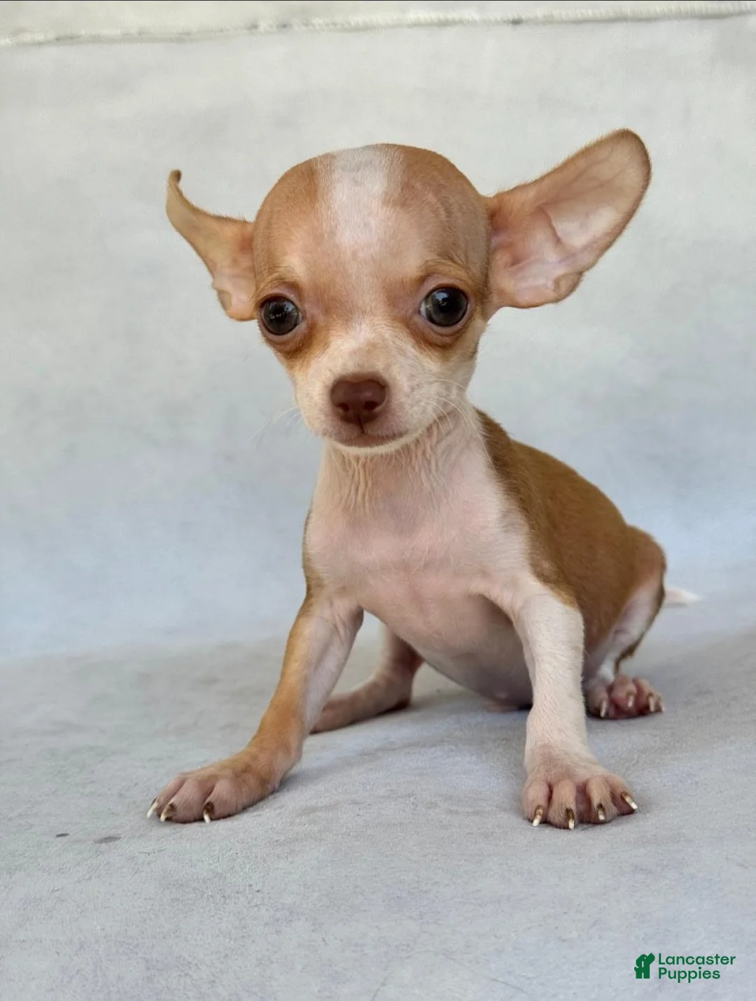 Chihuahua dogs for sale: Teacup Chihuahua 1 - Ad 2