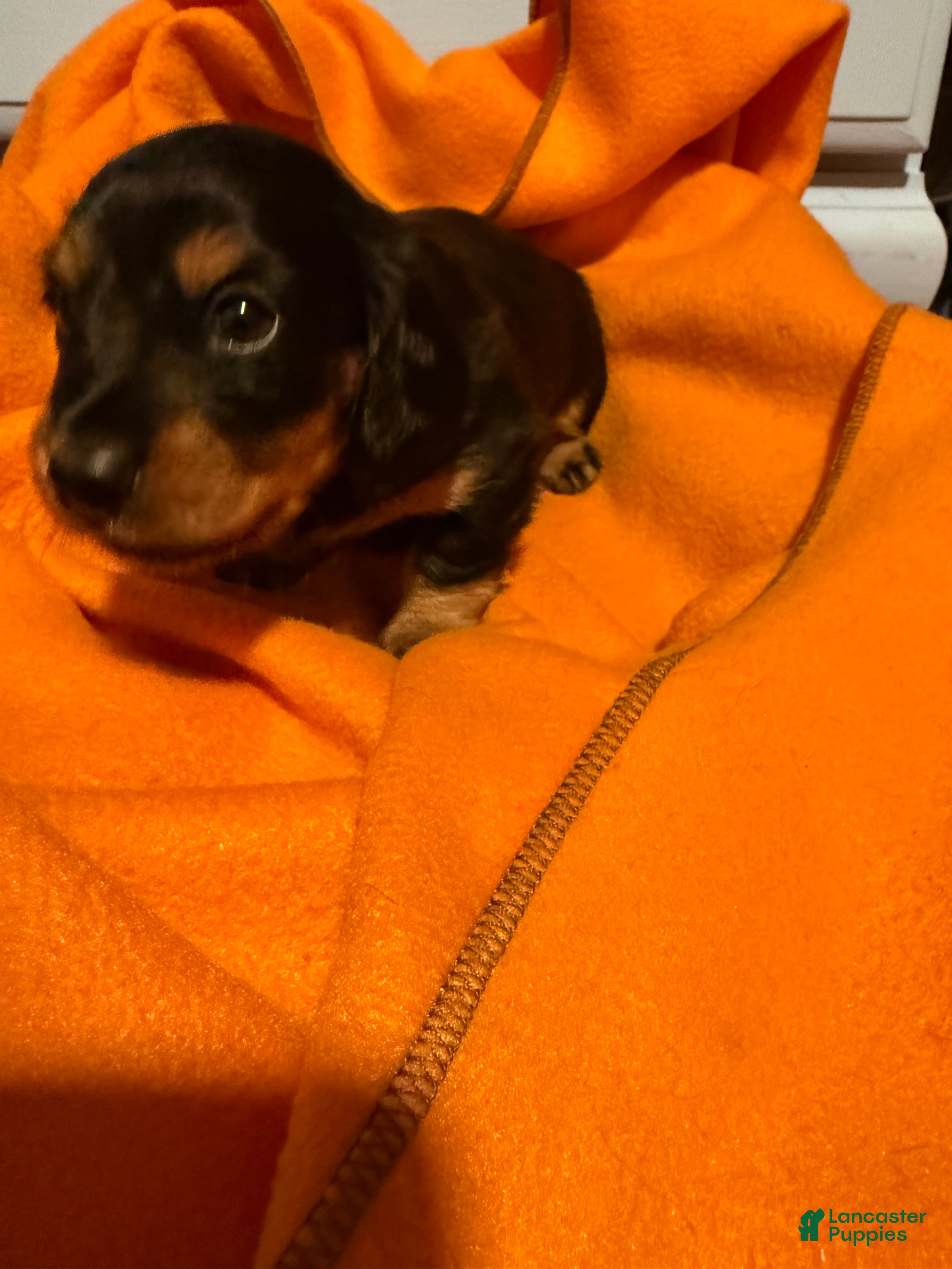 Miniature Dachshund dogs Cinnabon  - Ad 1