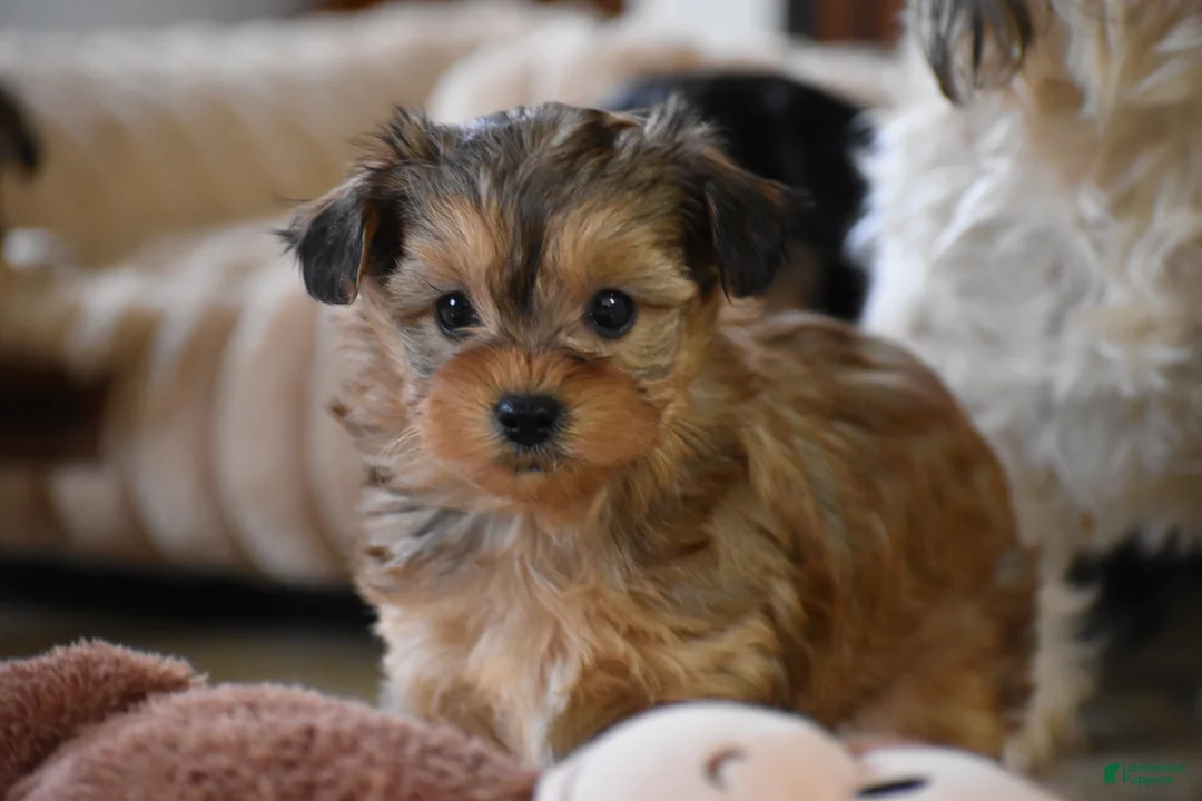 Mixed Breed dogs for sale: Sage - Ad 2