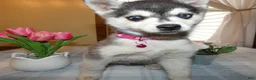 Alaskan Klee Kai dogs for sale: Alaskan Klee Kai Puppy 2 Cypress - Ad 3