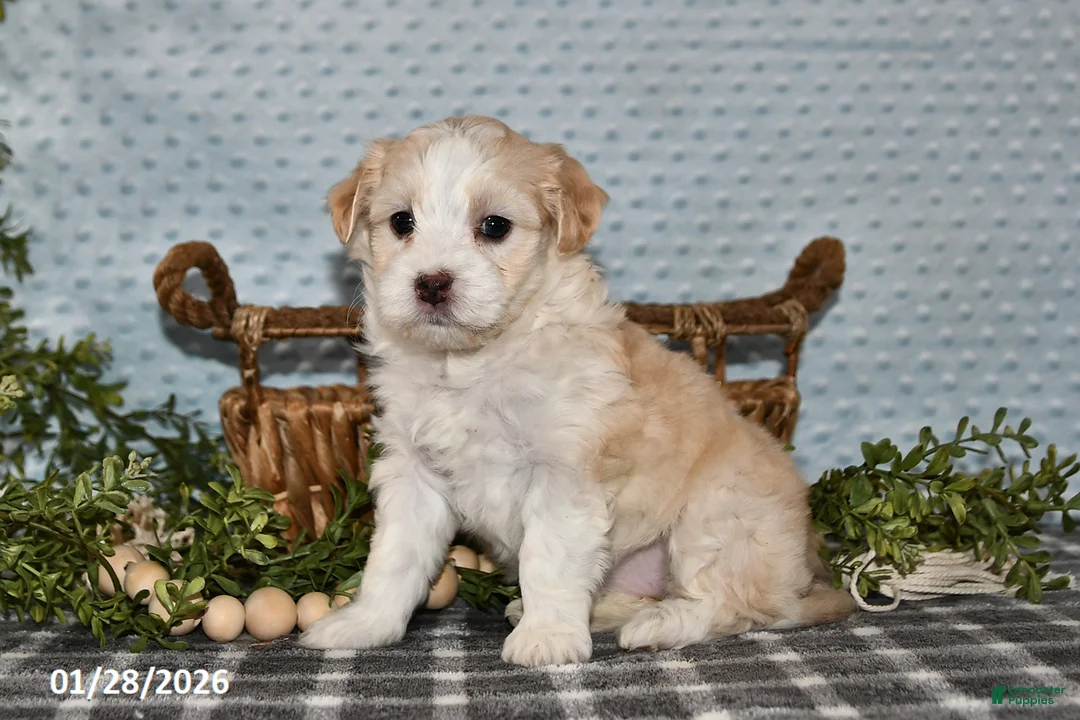 Havapoo dogs for sale: Ellie - Ad 2