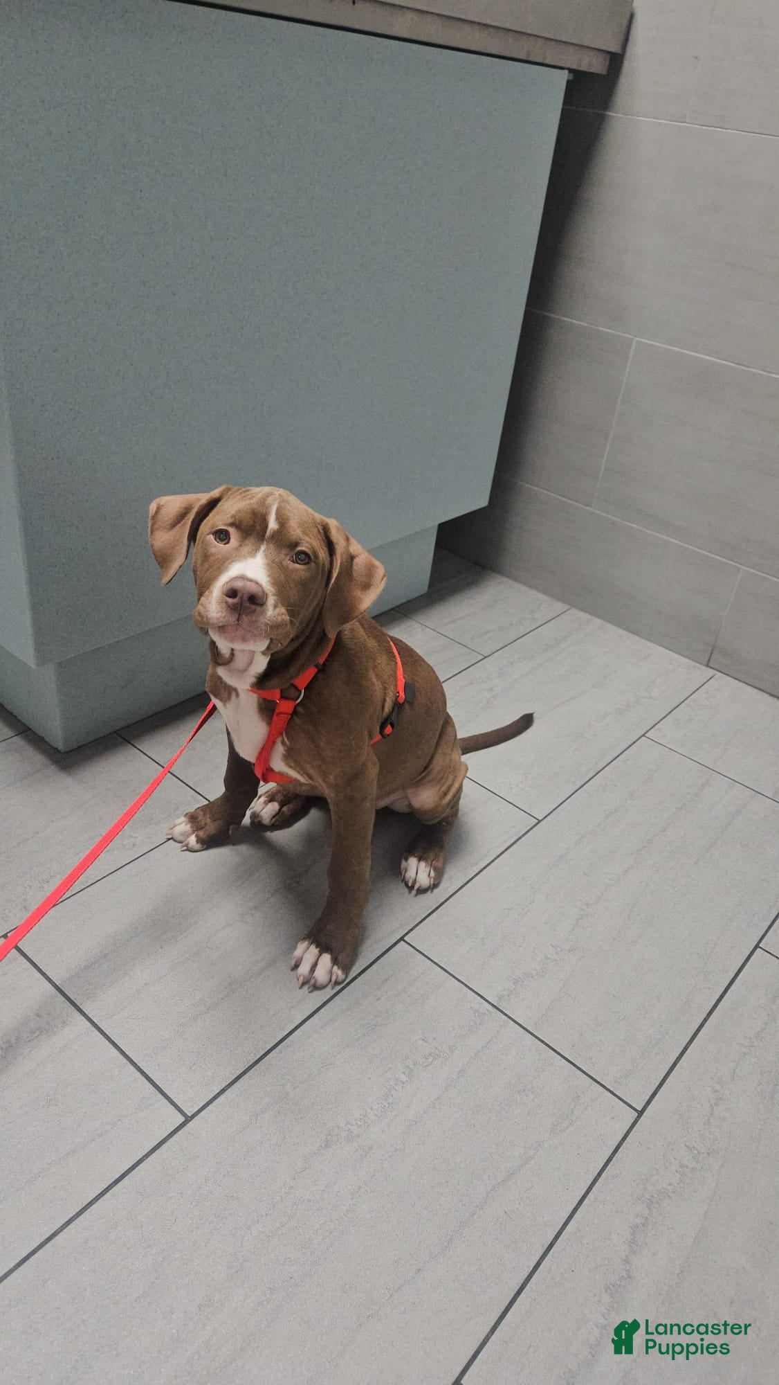 Mixed Breed dogs Brownie - Ad 38