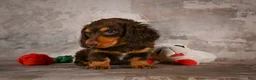 Miniature Dachshund dogs for sale: Sophie - Ad 6