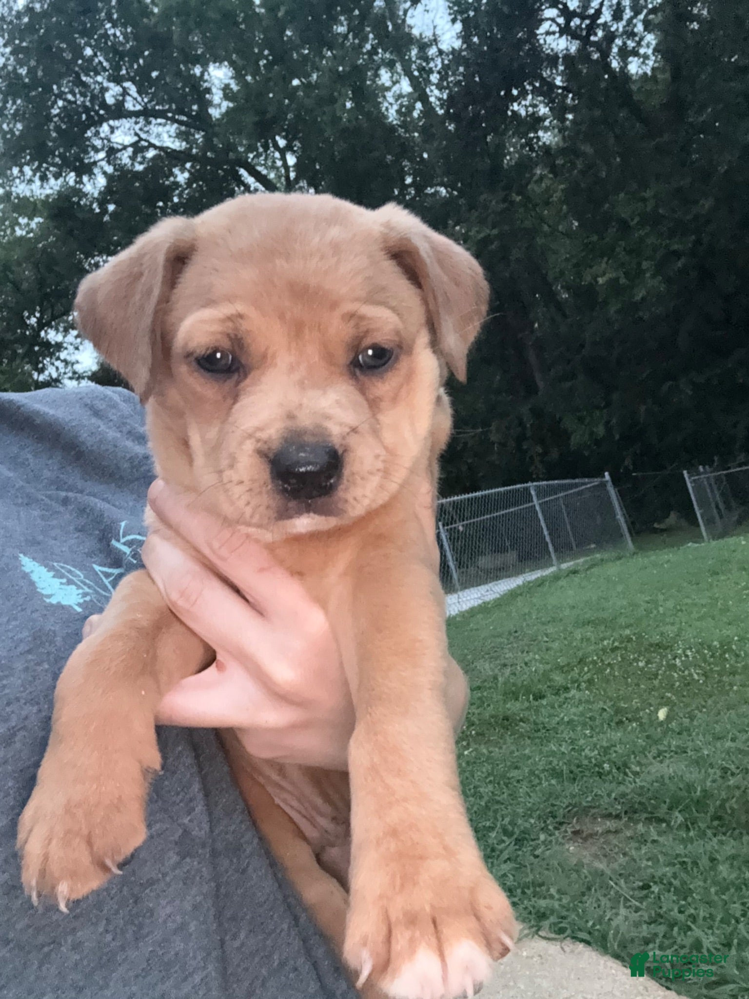 Mixed Breed dogs Mixed Breed 3 - Ad 17