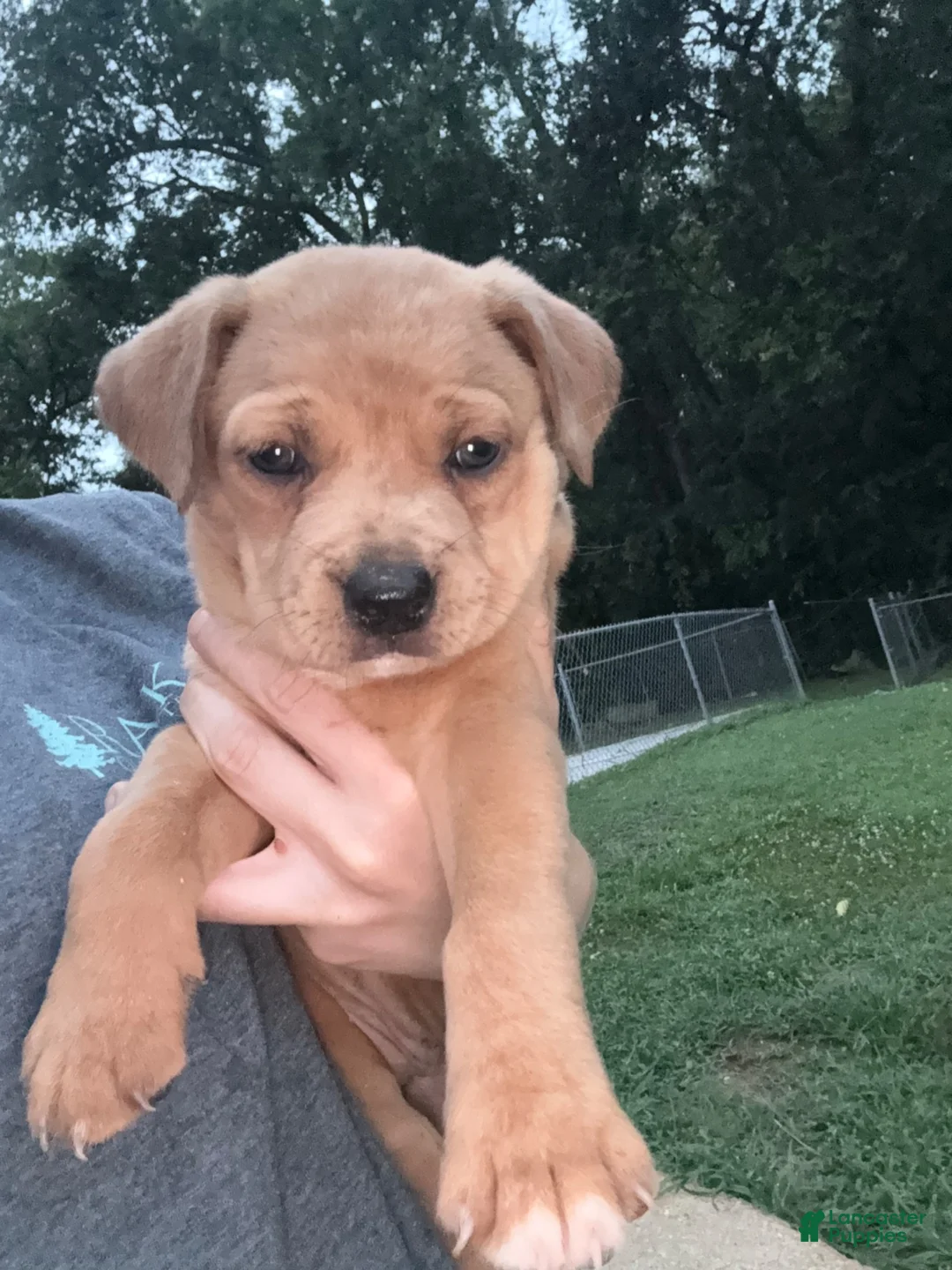 Mixed Breed dogs for sale: Mixed Breed 3 - Ad 1