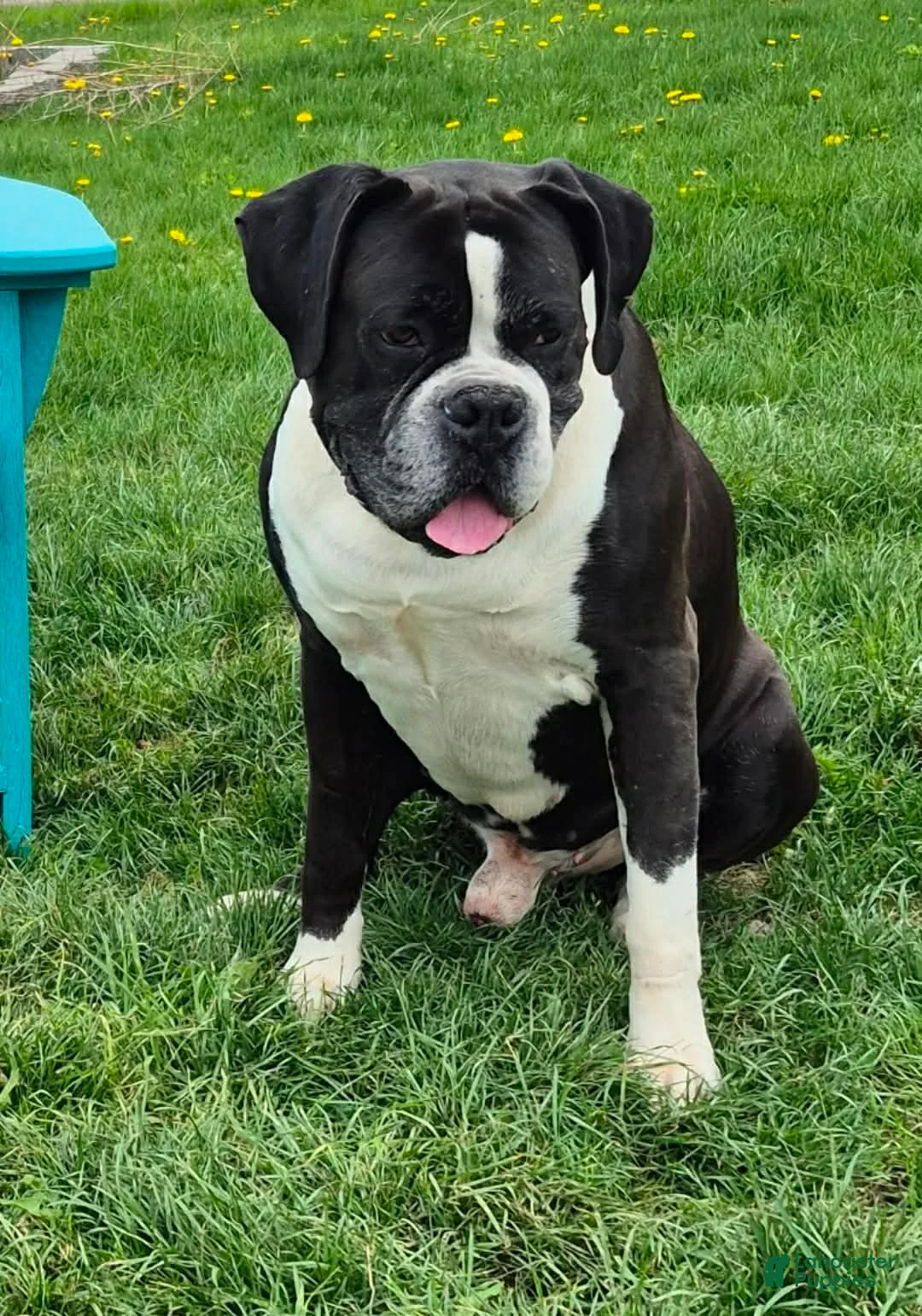 Boxer dogs for sale: Roxie - Ad 4