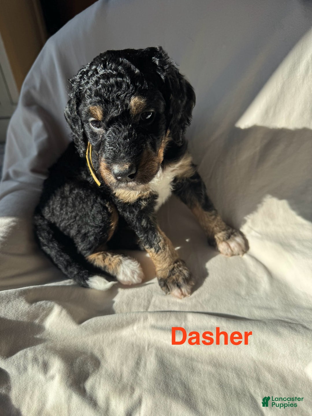 Bernedoodle dogs for sale: Bernedoodle Puppy 1 - Ad 1