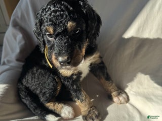 Bernedoodle dogs Bernedoodle Puppy 1 - Ad 11