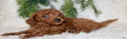 Cavapoo dogs for sale: Cavapoo 1 - Ad 3
