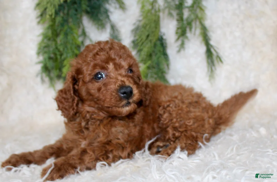 Cavapoo dogs for sale: Cavapoo 1 - Ad 3