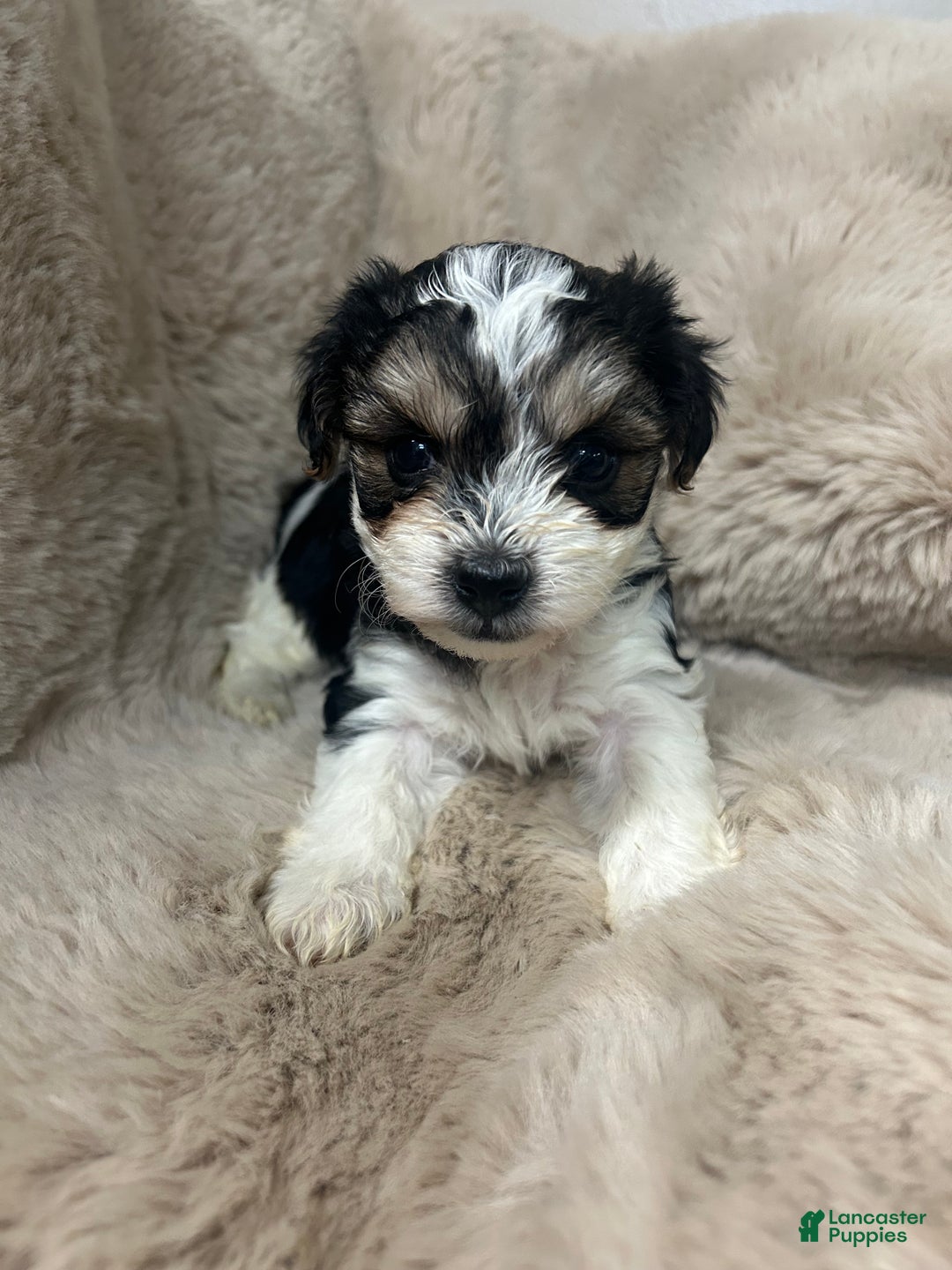 Morkie dogs for sale: Rafael  - Ad 5