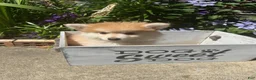 Pomsky dogs for sale: Ryder - Ad 1