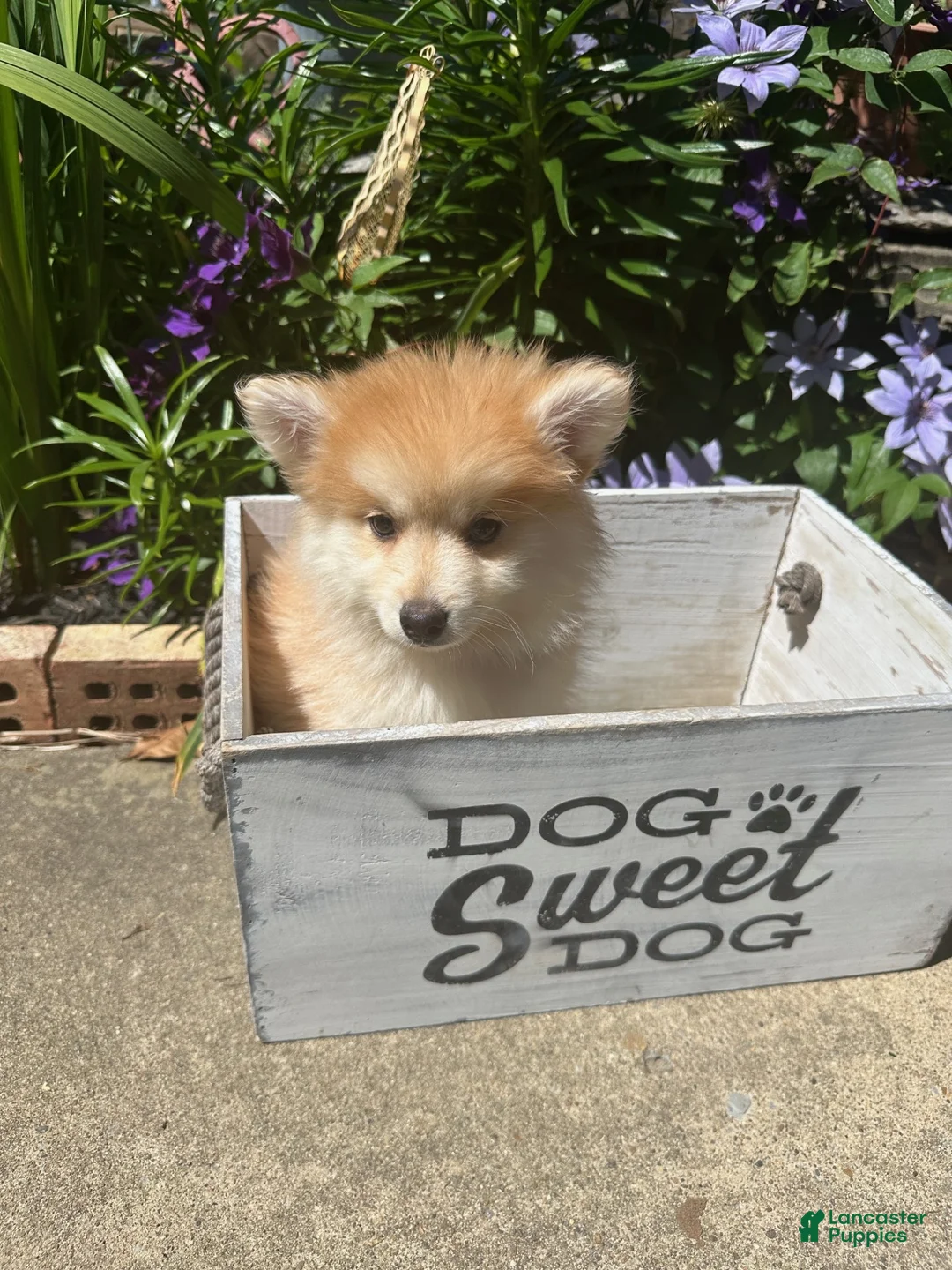 Pomsky dogs for sale: Ryder - Ad 1