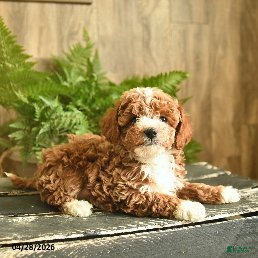 Miniature Poodle dogs Nacho - Ad 2