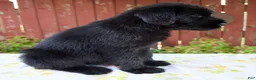 Giant Schnauzer dogs for sale: Rachelle - Ad 5
