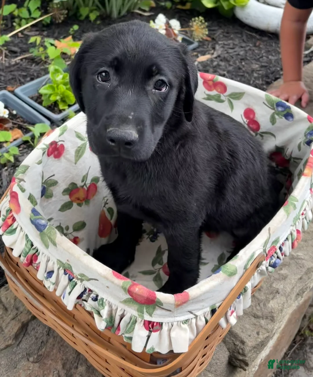 Mixed Breed dogs for sale: Mixed Breed 3 - Ad 1