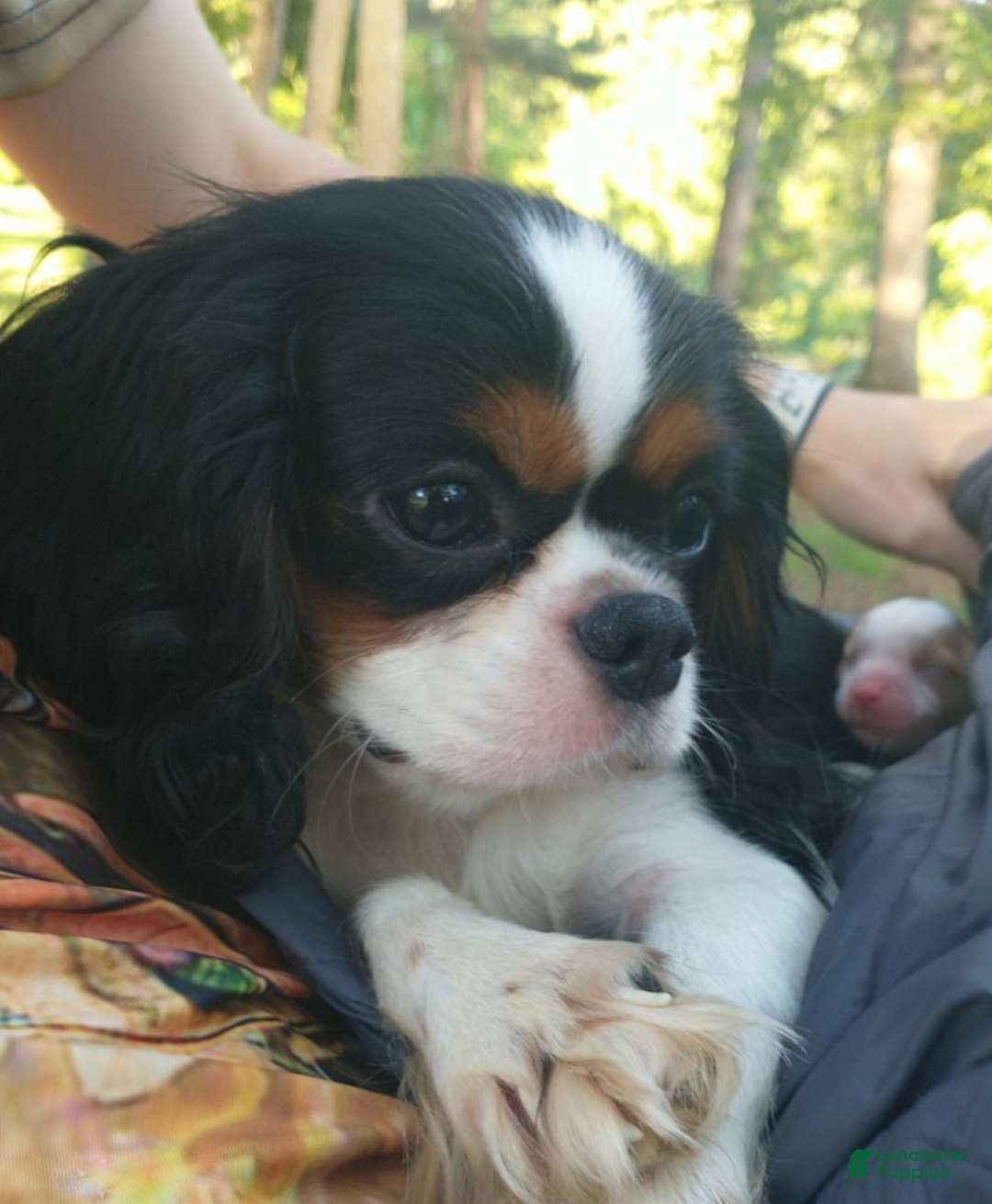 Gallery Image {{count}}