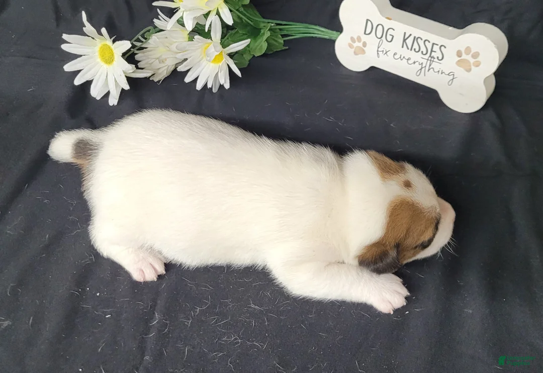 Jack Russell Terrier dogs for sale: NOX purebred CKC Registered  - Ad 5