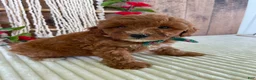 Mini Goldendoodle dogs for sale: Mr. Cloudy - Ad 12