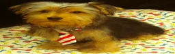 Yorkshire Terrier dogs for sale: Samson - Ad 10