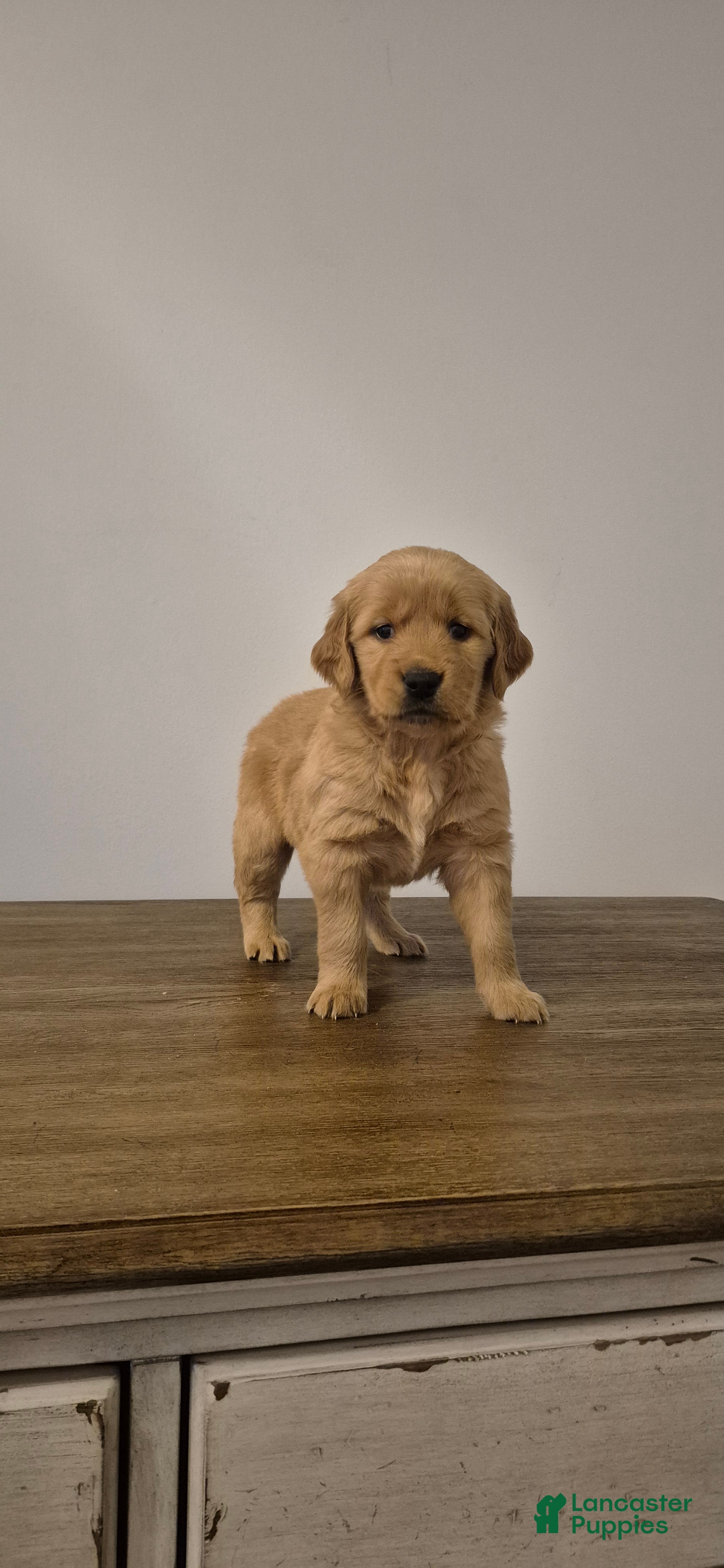 Golden Retriever dogs Willow - Ad 39