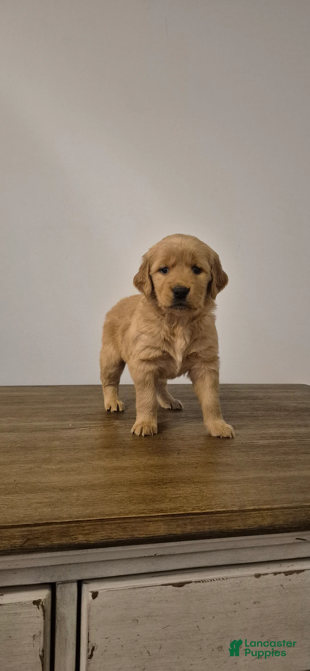 Golden Retriever dogs for sale: Willow - Ad 1
