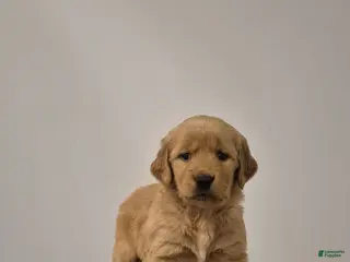 Golden Retriever dogs Willow - Ad 39