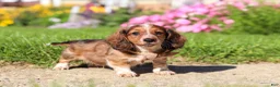 Dachshund dogs for sale: Benji - Ad 3