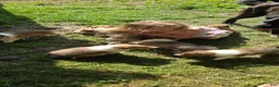 Collie dogs for sale: Collie Puppy 5 - Ad 7