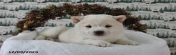 Shiba Inu dogs for sale: Beauty - Ad 3