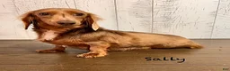 Miniature Dachshund dogs for sale: Sawyer - Ad 4