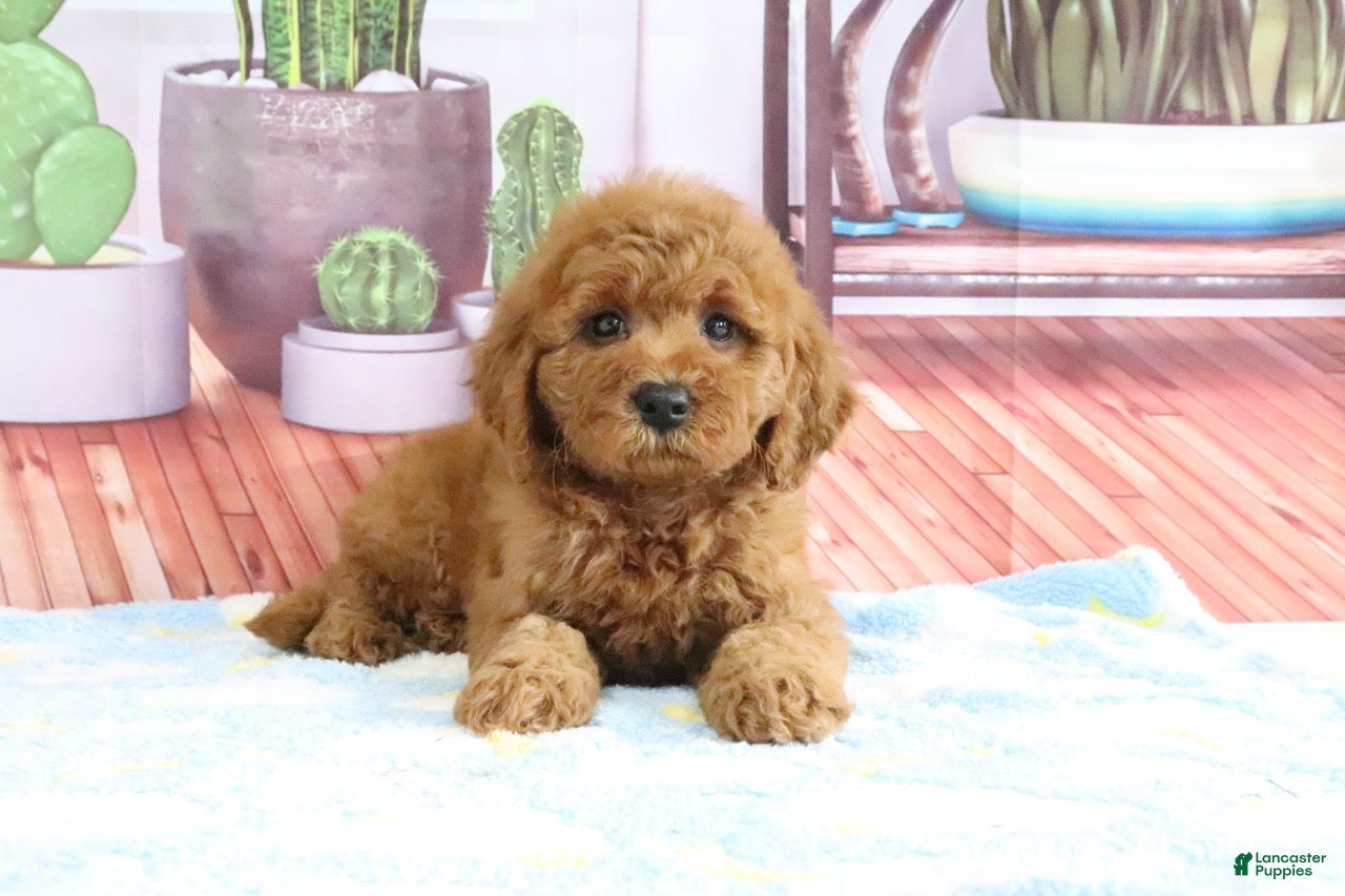 Mini Goldendoodle dogs Kali - Ad 2