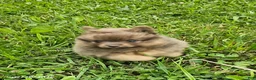 Pomeranian dogs for sale: Toby - Ad 8