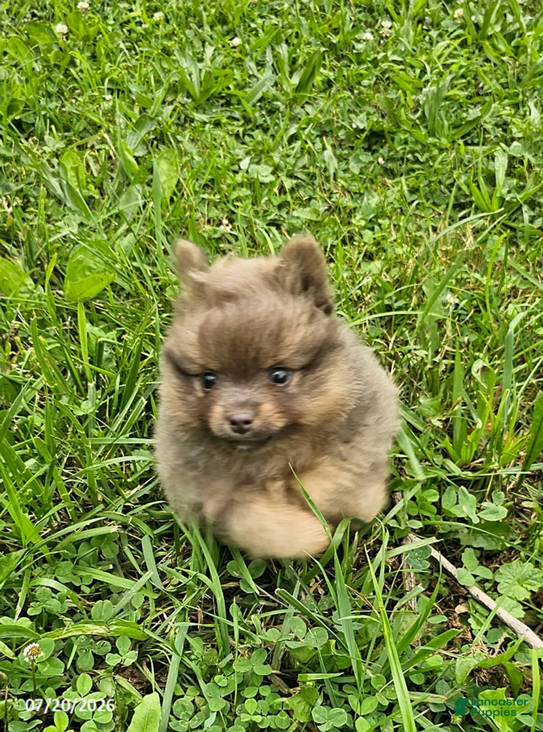 Pomeranian dogs for sale: Toby - Ad 8