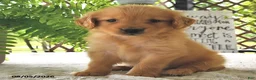Golden Retriever dogs for sale: Honey - Ad 3