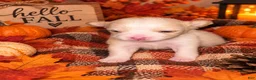Chihuahua dogs for sale: Chihuahua 2 - Ad 1